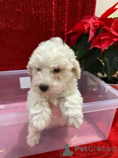 Photo №3. White Maltipoo Puppies. Lithuania