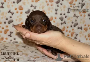 Additional photos: We offer club puppies smooth-haired dachshund with documents (UCI).