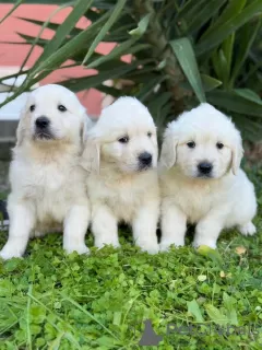 Additional photos: Golden retriever puppies