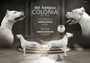 Photo №1. dogo argentino - for sale in the city of Kragujevac | negotiated | Announcement № 125191