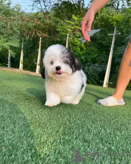 Photo №1. south russian sheepdog - for sale in the city of Paris | negotiated | Announcement № 85517