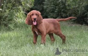 Photo №4. I will sell irish setter in the city of Kiev. from nursery - price - 946$