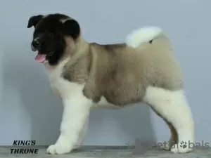 Additional photos: american akita puppies