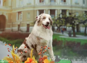 Photo №1. australian shepherd - for sale in the city of Krakow | 1902$ | Announcement № 121527