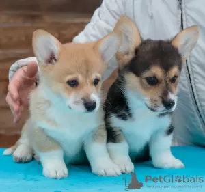 Photo №3. Pembroke Welsh Corgi Puppies. Russian Federation