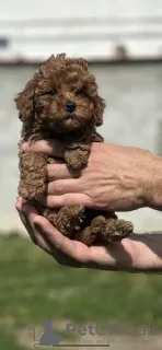 Additional photos: Little red poodle