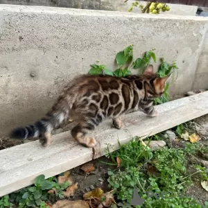 Photo №3. Gorgeous bengal boy. United States