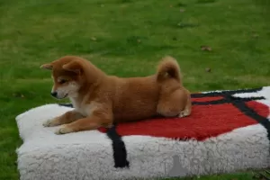 Additional photos: Shiba Inu puppies