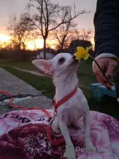 Additional photos: Urgently! 1 Due to the move! 1 Chihuahua puppies !!