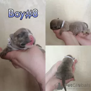 Additional photos: American Bully Puppies