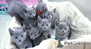 Photo №1. russian blue - for sale in the city of Братислава | 264$ | Announcement № 117067