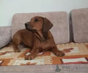 Photo №3. Rhodesian Ridgeback female ZKWP/FCI. Poland