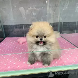 Photo №1. pomeranian - for sale in the city of Pocking | Is free | Announcement № 128395