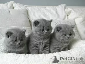 Photo №1. british shorthair - for sale in the city of Антверпен | 211$ | Announcement № 125211