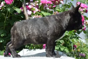 Photo №2 to announcement № 20384 for the sale of french bulldog - buy in Romania breeder