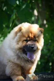 Photo №2 to announcement № 65400 for the sale of chow chow - buy in Serbia breeder