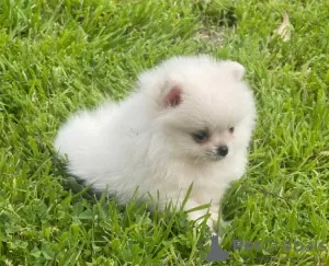 Photo №3. Pomeranian puppies for sale. Serbia