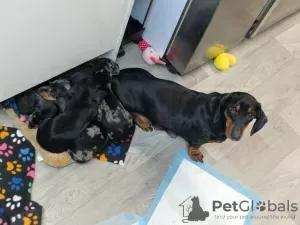 Photo №3. Short hair Mini dachshunds (sausages) gorgeous puppies. Netherlands