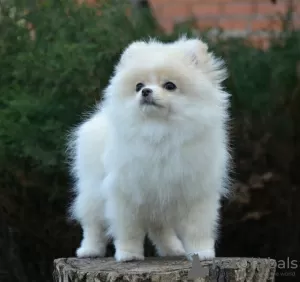 Photo №3. Handsome, purebred Pomeranian boy. Sweden