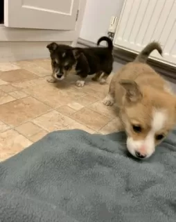 Photo №3. Adorable Welsh Corgi puppies ready to join their new and forever home. United States