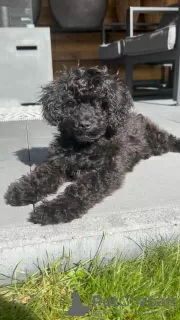 Photo №1. poodle (toy) - for sale in the city of Warsaw | Is free | Announcement № 119267