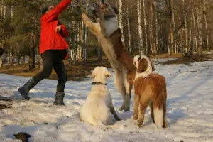 Additional photos: St. Bernard puppies for sale (girls)