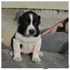 Additional photos: Central Asian Shepherd puppies