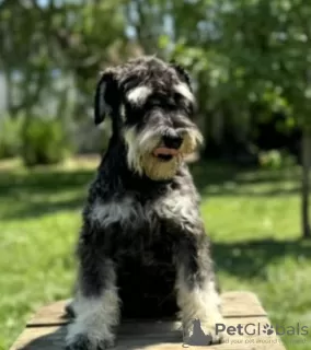 Photo №2 to announcement № 108884 for the sale of schnauzer - buy in Serbia breeder