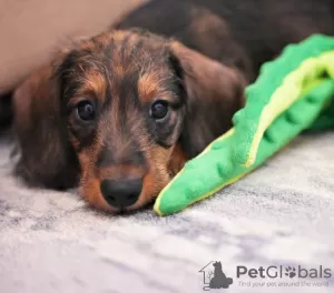 Additional photos: Wirehaired dachshund rabbit puppies, boys, 3 months