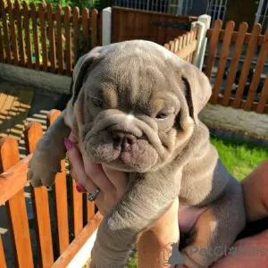 Photo №1. english bulldog - for sale in the city of Victoria | 150$ | Announcement № 9082