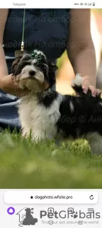 Photo №1. beaver yorkshire terrier - for sale in the city of Tolyatti | 1692$ | Announcement № 107774