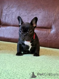 Additional photos: French bulldog puppies