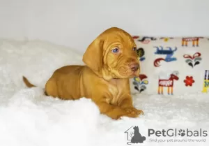 Photo №4. I will sell vizsla in the city of Borisov. breeder - price - negotiated