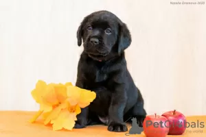 Photo №3. Labrador retriever puppies. Russian Federation