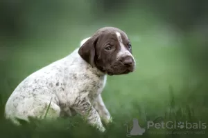 Photo №2 to announcement № 111481 for the sale of german shorthaired pointer - buy in Belarus private announcement