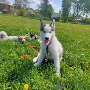 Photo №3. Siberian Husky Piebald. Ukraine