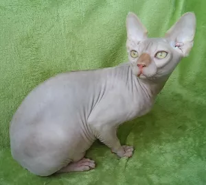 Photo №2 to announcement № 5077 for the sale of sphynx-katze - buy in Ukraine from nursery