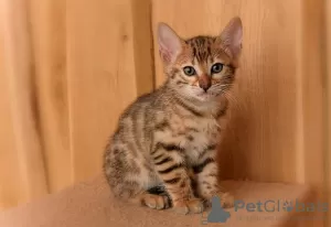 Photo №2 to announcement № 32656 for the sale of bengal cat - buy in Germany private announcement