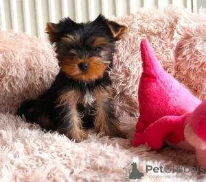 Photo №1. yorkshire terrier - for sale in the city of Östersund | Is free | Announcement № 89559