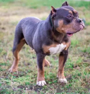 Photo №4. I will sell american bully in the city of Voronezh. breeder - price - 1380$