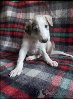 Additional photos: Russian Greyhound Borzoi - Puppies