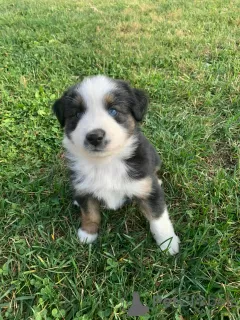 Photo №1. australian shepherd - for sale in the city of Uršna Sela | 449$ | Announcement № 13755