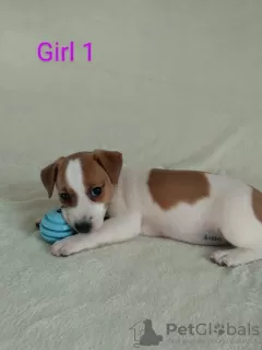 Photo №1. jack russell terrier - for sale in the city of Миргород | 440$ | Announcement № 17420