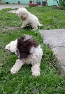 Photo №4. I will sell lagotto romagnolo in the city of Kovin. private announcement - price - negotiated