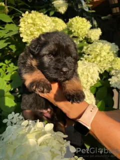 Additional photos: Beautiful GSD puppies from Europe for sale