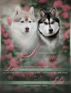 Photo №1. siberian husky - for sale in the city of Bryansk | negotiated | Announcement № 6643