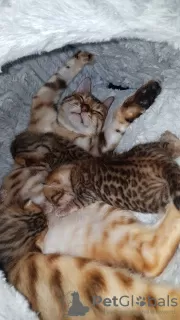 Photo №4. I will sell bengal cat in the city of Гамбург. private announcement, from nursery - price - 370$