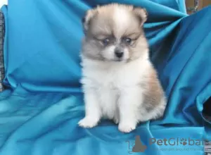 Photo №2 to announcement № 126857 for the sale of pomeranian - buy in Portugal 