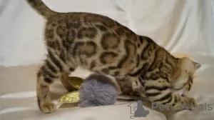 Additional photos: Elite Bengal Kittens