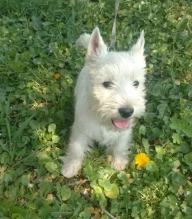 Photo №2 to announcement № 6330 for the sale of west highland white terrier - buy in Ukraine from nursery